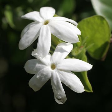Jasmiini Affinis