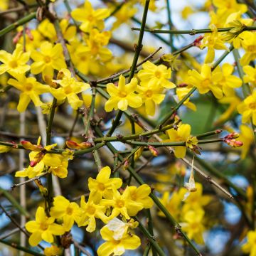 Talvijasmiini - Jasminum nudiflorum