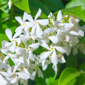 Tähtijasmiini - Trachelospermum jasminoides