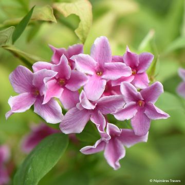 Jasmiini Starry Summer Scent