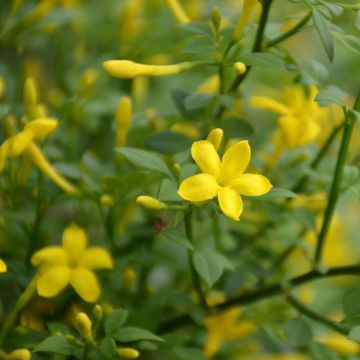 Chrysojasminum fruticans