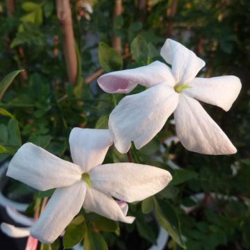 Aitojasmiini - Jasminum grandiflorum