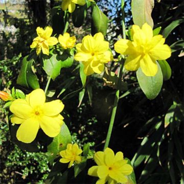 Kevätjasmiini - Jasminum mesnyi