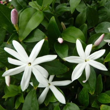 Jasmiini - Jasminum multipartitum