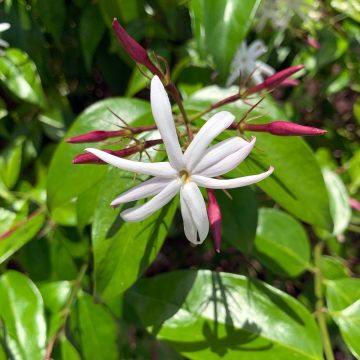 Jasmiini - Jasminum laurifolium var. nitidum