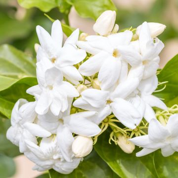 Arabianjasmiini - Jasminum sambac