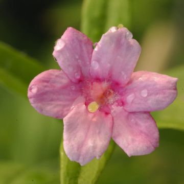 Jasmiini - Jasminum x stephanense