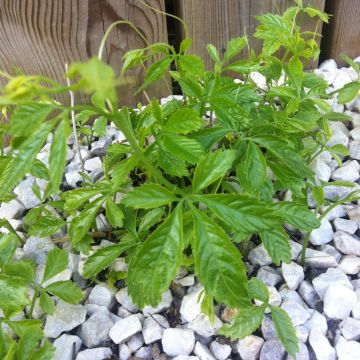 Sormirypälekurkku luomu - Gynostemma pentaphyllum