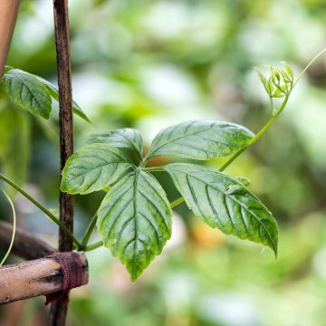 Sormirypälekurkku - Gynostemma pentaphyllum