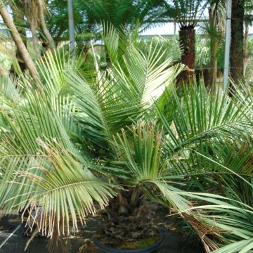 Chilenviinipalmu - Jubaea chilensis