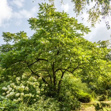 Amerikanjalopähkinä - Juglans cinerea