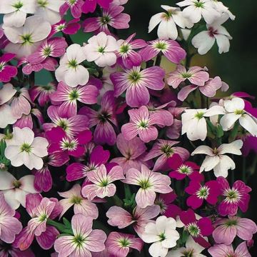 Merimalkolmia (siemenet) - Malcolmia maritima