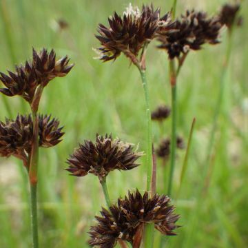 Miekkavihvilä - Juncus ensifolius