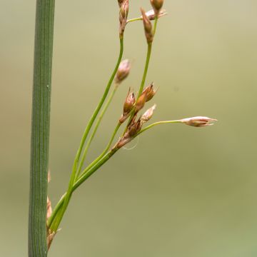 Sinivihvilä - Juncus inflexus
