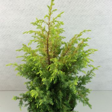Kataja Gold Cone