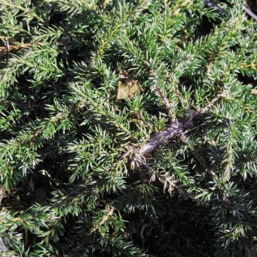 Kataja Green Carpet