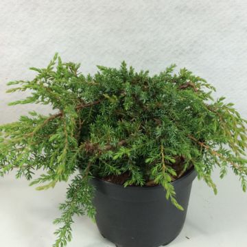 Kataja Hornibrookii