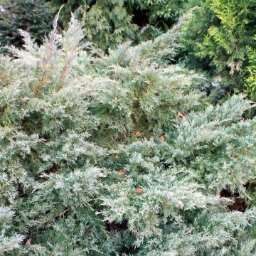 Tarhakataja Glauca