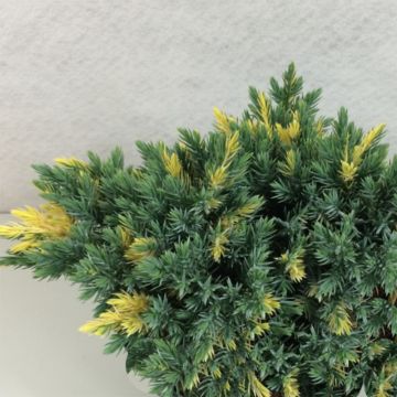 Himalajankataja Floreant