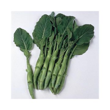 Härmekaali Ferme de Sainte Marthe - Brassica alboglabra
