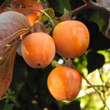 Kaki Costata