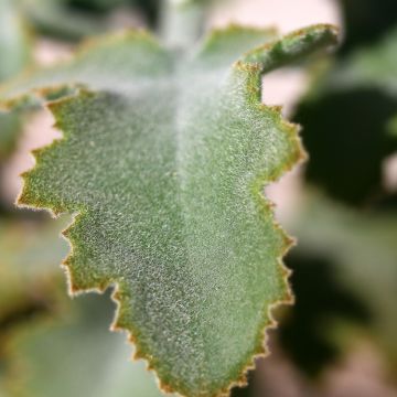 Huopaitulehti Oak Leaf