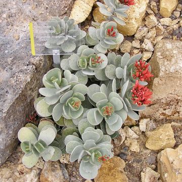 Itulehti - Kalanchoe farinacea