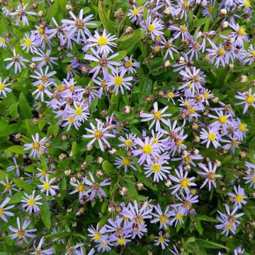 Metsäasteri Nana Blue