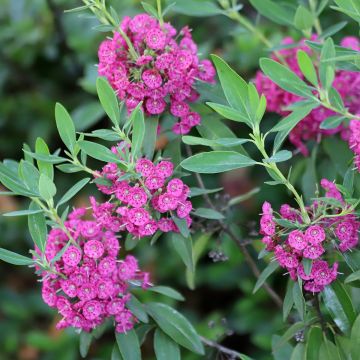 Kapealehtikalmia Rubra