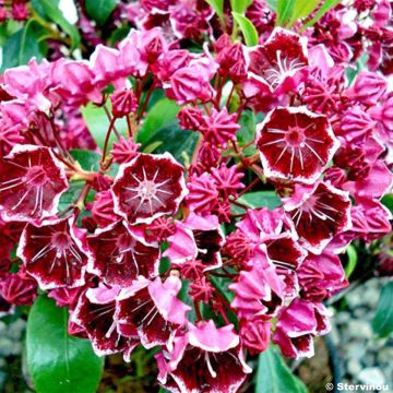 Leveälehtikalmia Heart's Desire