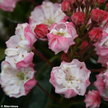 Leveälehtikalmia Madeline