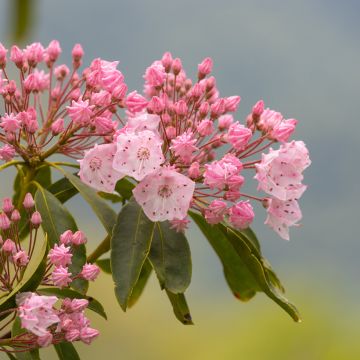 Leveälehtikalmia Olympic Fire