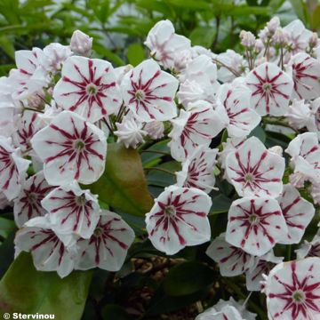 Leveälehtikalmia Peppermint