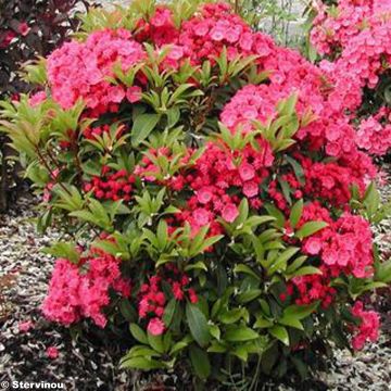 Leveälehtikalmia Pink Charm