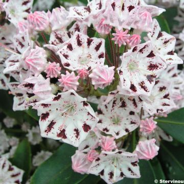 Leveälehtikalmia Windrose