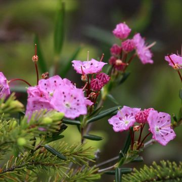 Varpukalmia - Kalmia polifolia