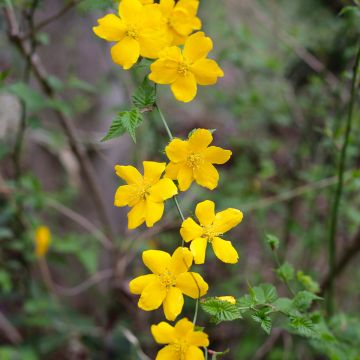 Pallerokerria - Kerria japonica