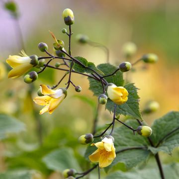Katvio - Kirengeshoma palmata
