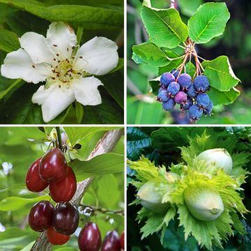 Korkea herkkupensasaitapaketti - pituus 8/12 m