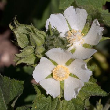 Balkaninmalva - Kitaibelia vitifolia