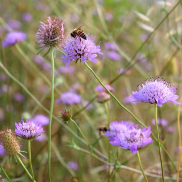 Ketoruusuruoho - Knautia arvensis