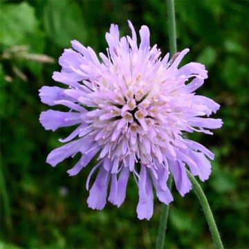 Ruostekukka - Knautia longifolia