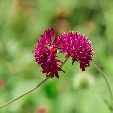 Etelänruusuruoho - Knautia macedonica