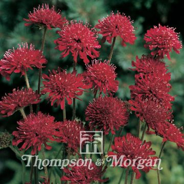 Etelänruusuruoho (siemenet) - Knautia macedonica