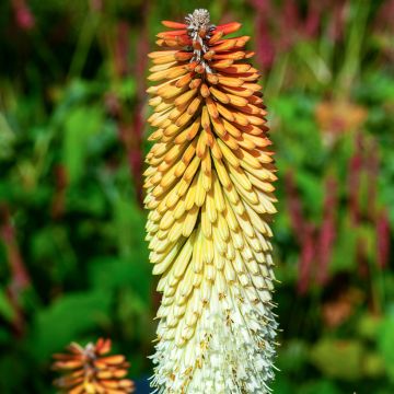 Soihtulilja Cobra