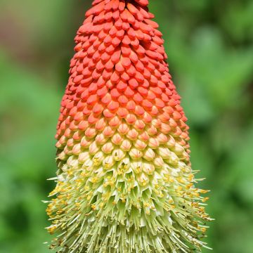 Soihtulilja - Kniphofia northiae