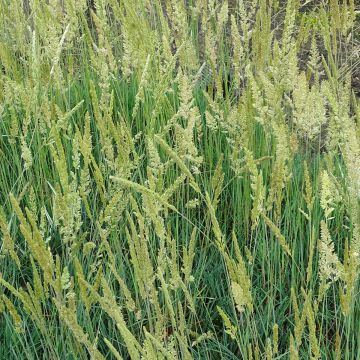 Hopeatoppo - Koeleria glauca