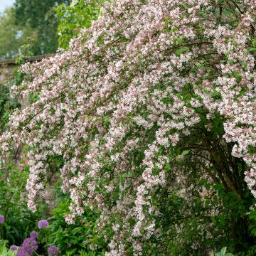 Kellokuusama - Kolkwitzia amabilis