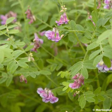 Mustalinnunherne - Lathyrus niger