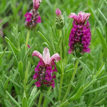 Tupsulaventeli Magical Posy Pink